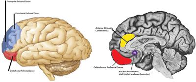 The Heterogeneity of Empathy: Possible Treatment for Anhedonia?
